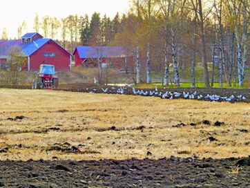 Maata käännettäessä 2.5.2014 Isossakyrössä lokit parveilivat traktorin perässä etsimässä syötävää pellolta.