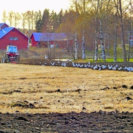 Maata käännettäessä 2.5.2014 Isossakyrössä lokit parveilivat traktorin perässä etsimässä syötävää pellolta.