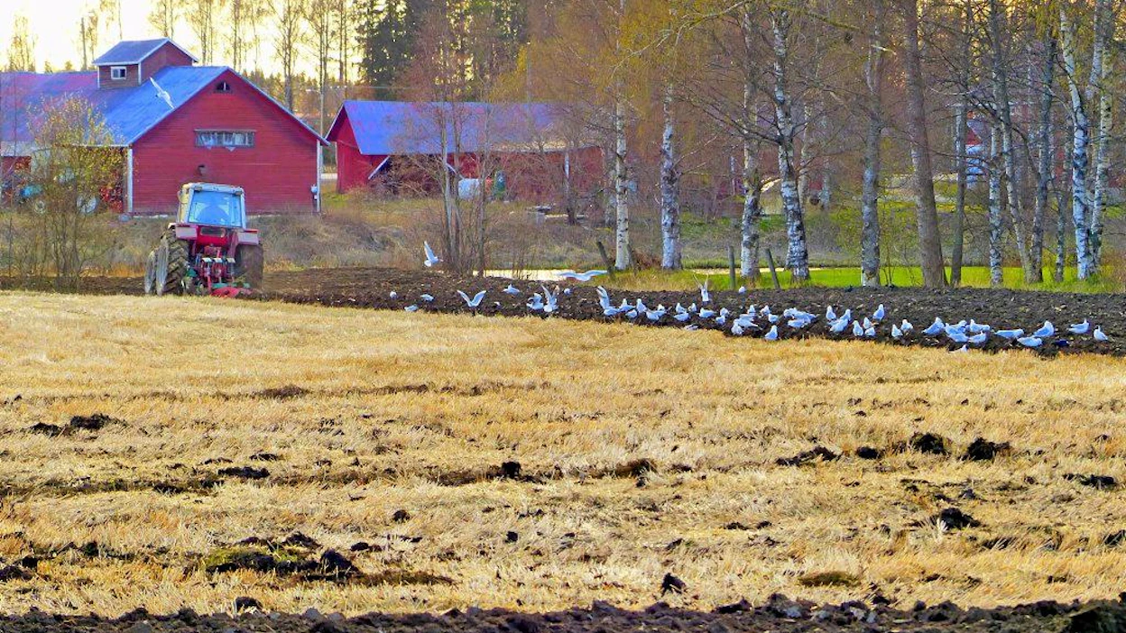 Maata käännettäessä 2.5.2014 Isossakyrössä lokit parveilivat traktorin perässä etsimässä syötävää pellolta.