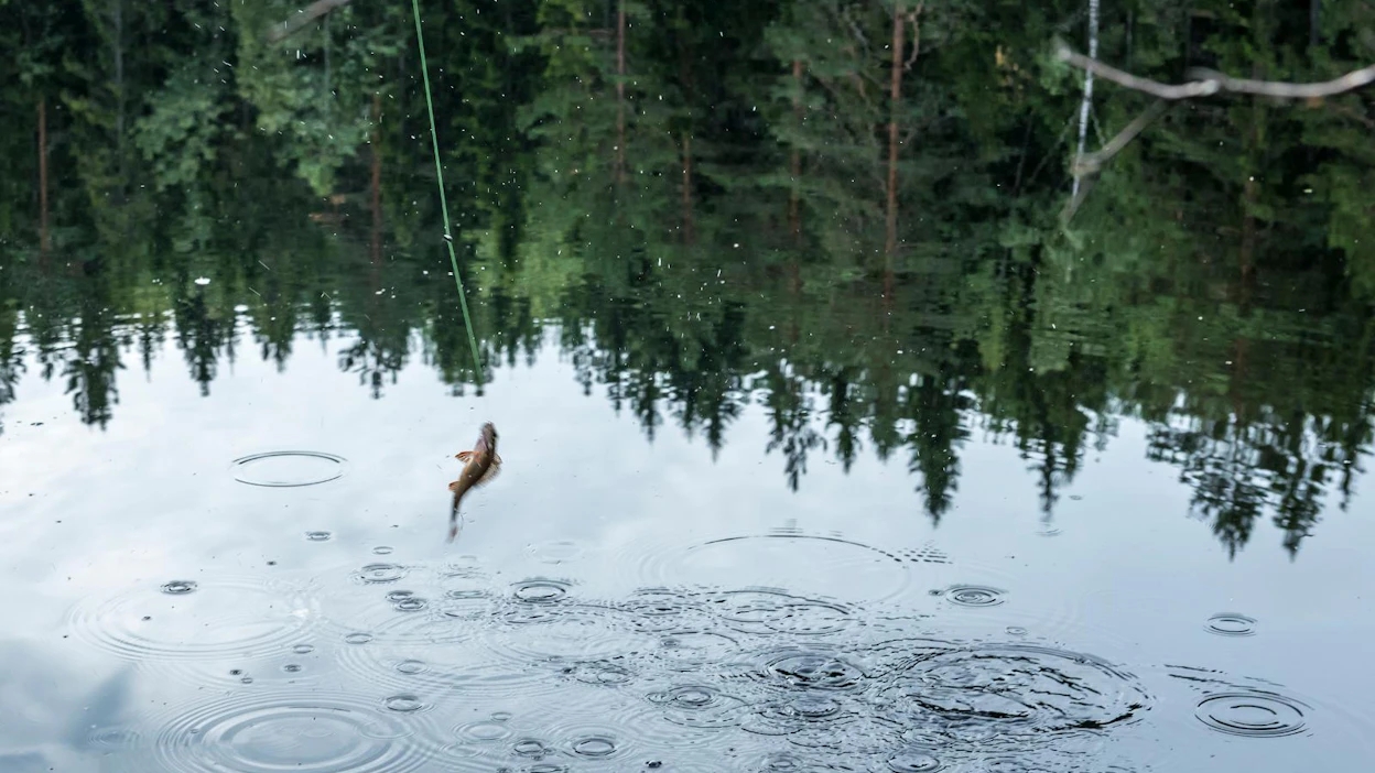 Kalakunkkukisa järjestetään Pudasjärvellä tulevana lauantaina neljättä kertaa. Tapahtuman järjestelyistä vastaavat Panumajärvi ry ja Ala-Kollajan osakaskunta.