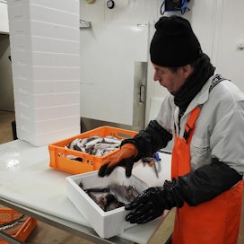 Kalastaja Yrjö Lokka pakkaa pannusiikaa laatikoihin lähetettäväksi myyntiin.