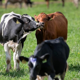Kesäkuussa maidon tuotantomäärässä nähtiin viiden prosentin lovi verrattuna edelliseen vuoteen, koska poikimiset olivat siirtyneet.