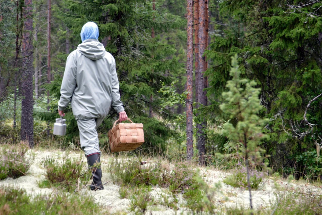 Marjastus on suomalaisille tärkeä. Siitä nauttivat etenkin yli 55 vuotiaat naiset.