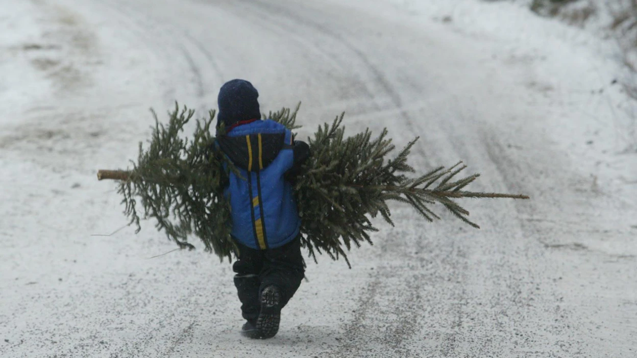 Joulukuusen saa hakea luvan maksettuaan metsätien läheisyydestä valtion metsästä.