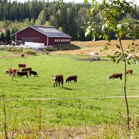 Suomalaiset naudat syövät pääosin nurmirehua. Sen ansiosta suomalaisnaudan ilmastopäästöt ovat muuta Eurooppaa pienemmät. Kuvituskuva.