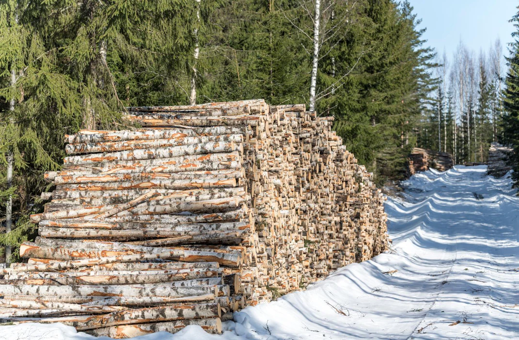 MTK ei kaipaa valtion puuttumista puukauppaan. Tänään Hyvinkäällä otetussa kuvassa venäläistä tuontipuuta korvaavaa kotimaista koivukuitupuuta odottamassa kuljetusta Stora Enson tehtaille.