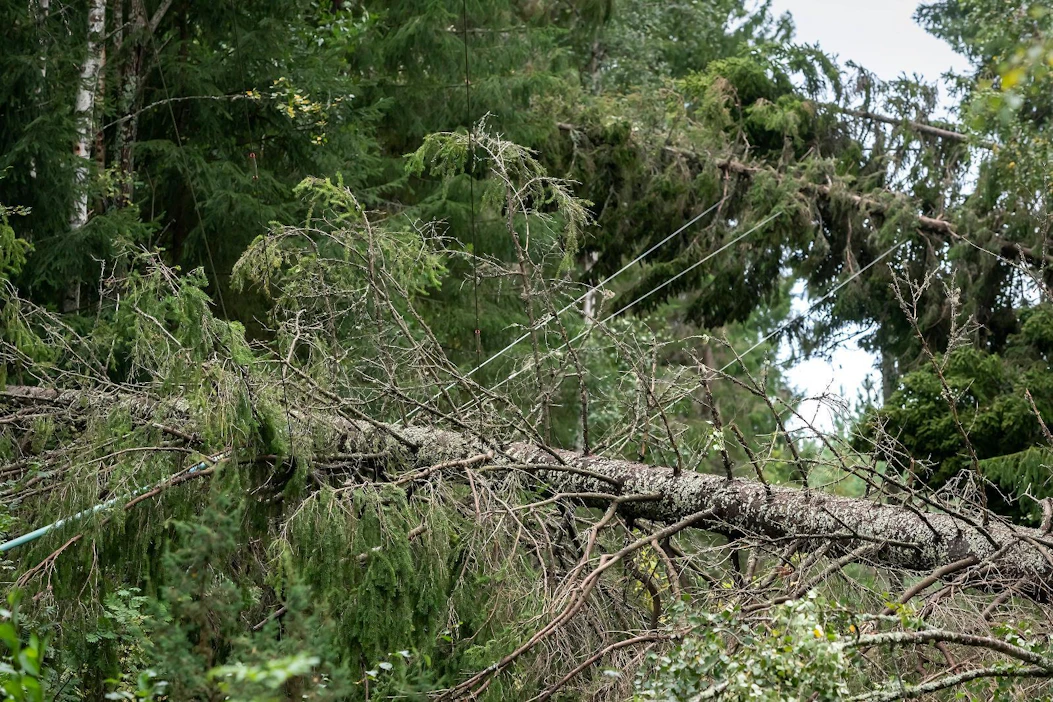 Kuvituskuva Aila-myrskystä.