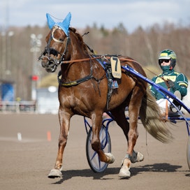Parvelan Retu on ollut yksi Hannu Torvisen viime vuosien menestysajokeista.