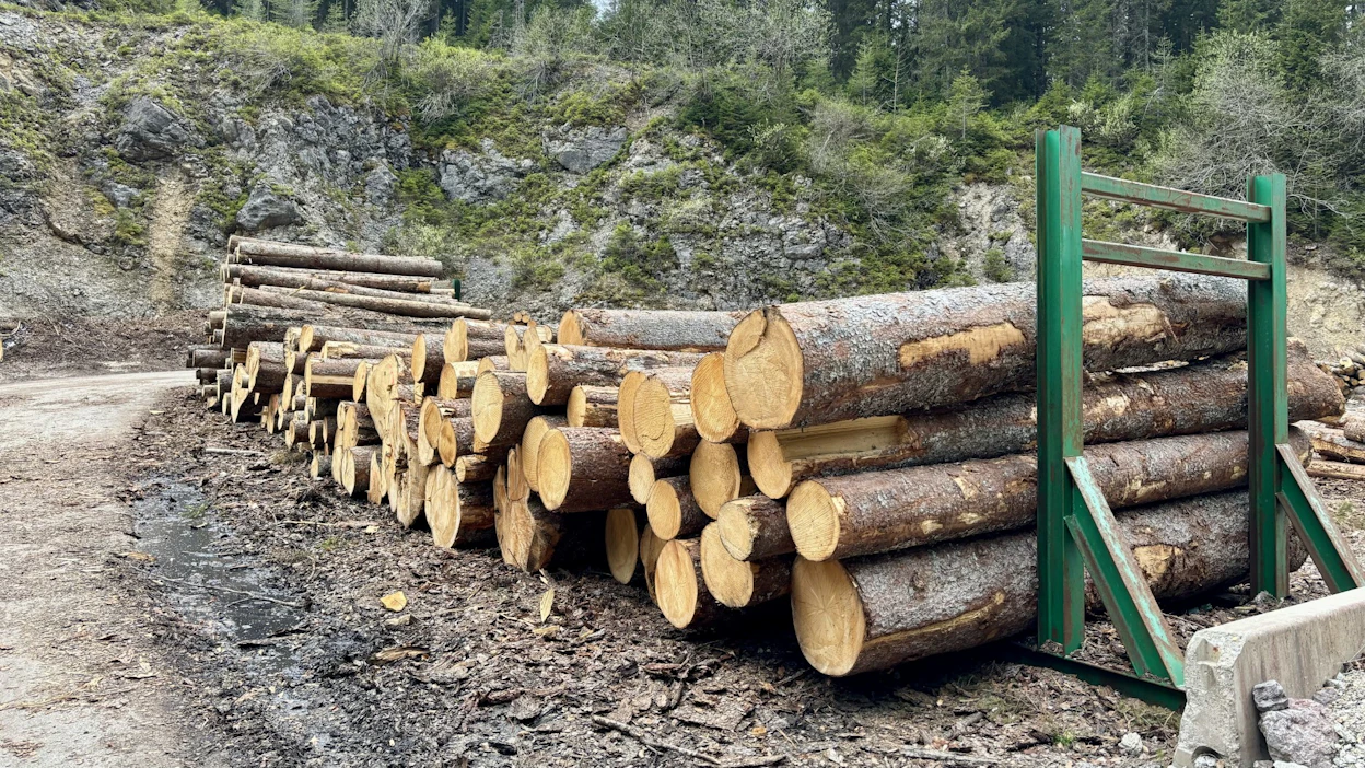 Keskieurooppalaiset sahat kärsivät tukkipulasta. Kuvassa kuusitukkeja slovenialaisella laanilla.