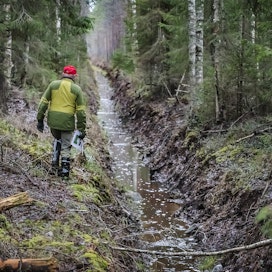 Metsien hiilinielun romahdus on herättänyt paljon keskustelua viime vuodesta alkaen. Arkistokuva ojitetusta suometsästä.