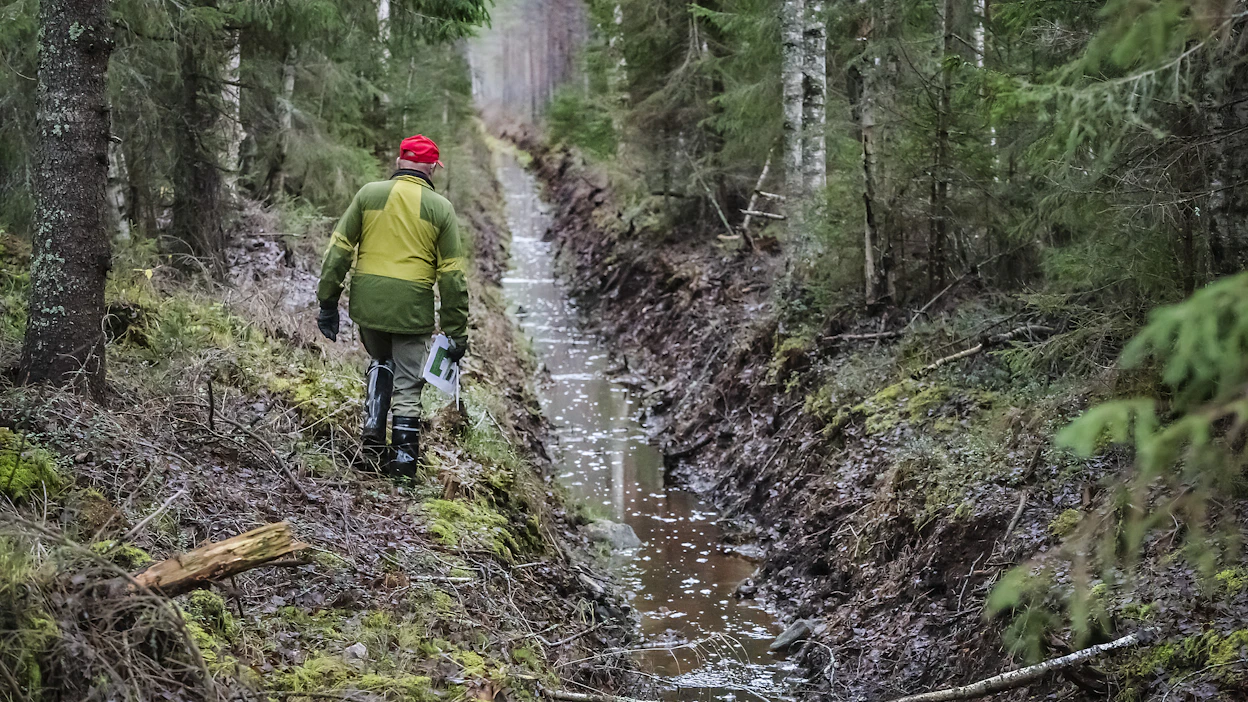Metsien hiilinielun romahdus on herättänyt paljon keskustelua viime vuodesta alkaen. Arkistokuva ojitetusta suometsästä.
