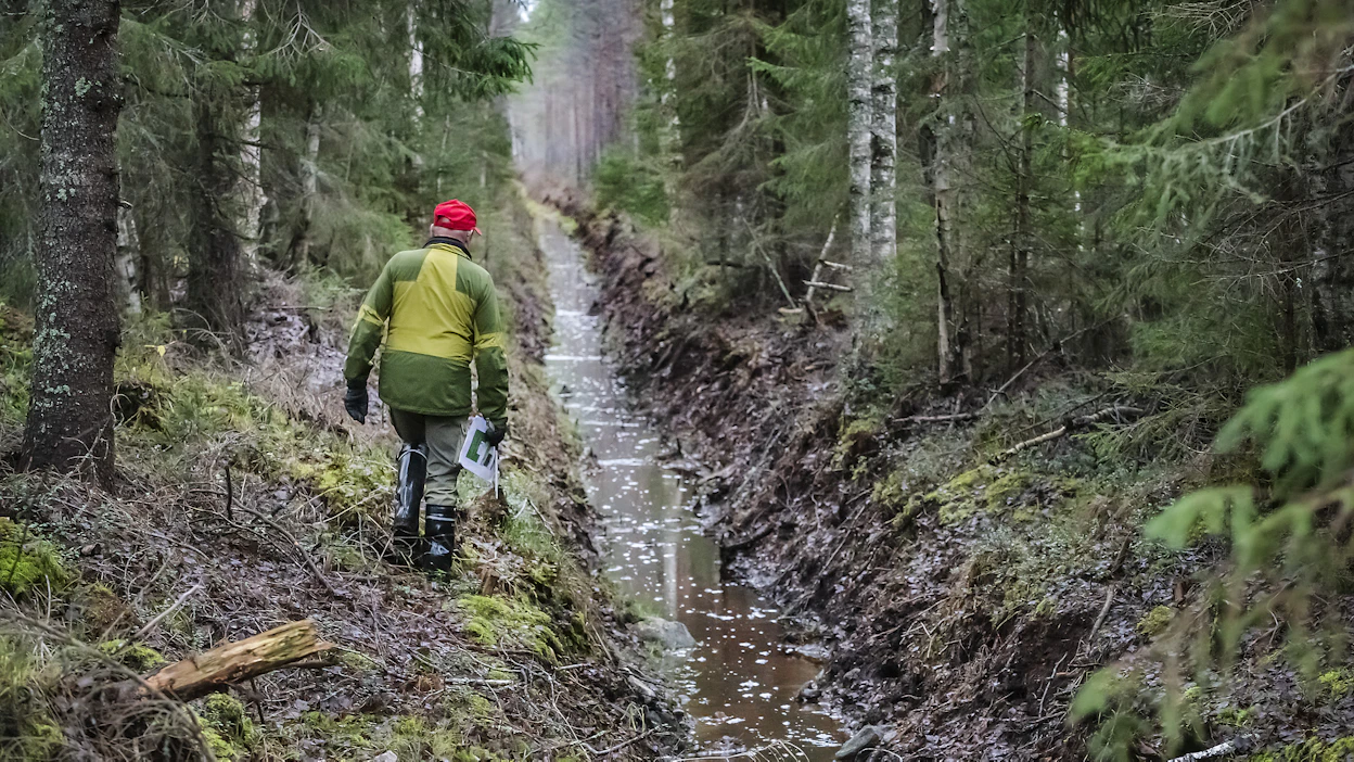Suometsien ojitustarve vähenee jatkuvapeitteisen kasvatuksen myötä, kun pohjaveden pinnan tasoon voi vaikuttaa haihduttavan puuston määrää säätelemällä.