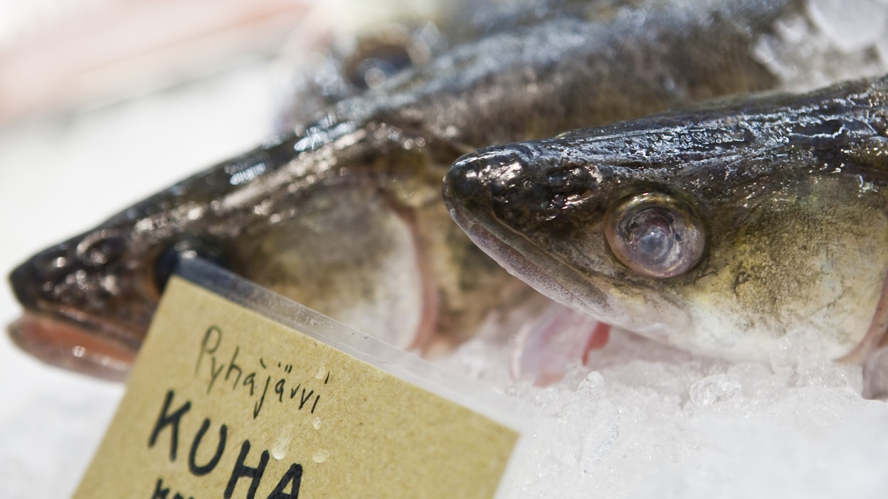 Kotimaista kuhaa. Kuvituskuva.