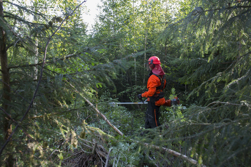 Satelliittiseuranta paljastaa alueet, joilla metsänhoitotyö on jäänyt kokonaan tekemättä tai joilla puusto on jäänyt liian tiheäksi.