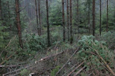 Nuoren metsän kunnostukset jäivät viime vuonna selvästi vähäisemmiksi kuin aiempina vuosina.