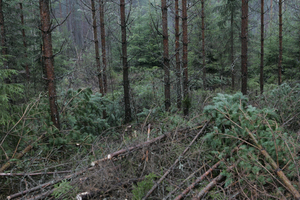 Nuoren metsän kunnostukset jäivät viime vuonna selvästi vähäisemmiksi kuin aiempina vuosina.