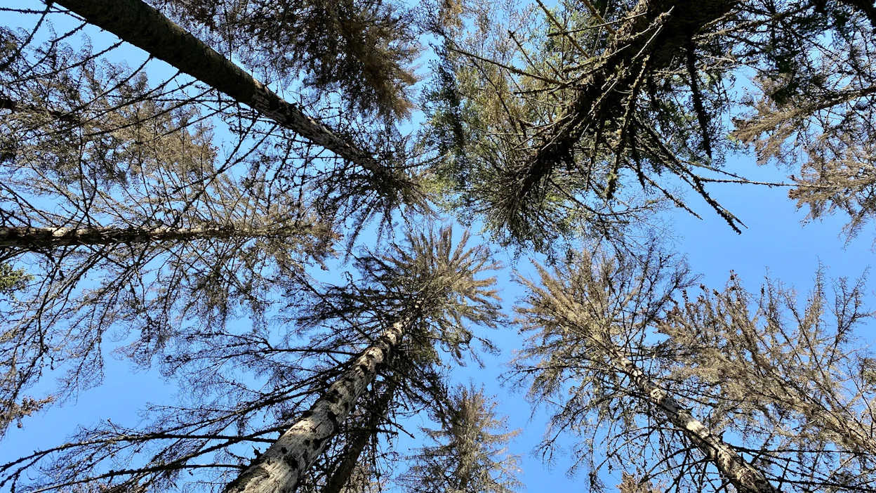 Kirjanpainajien kuoren alle kaivamat käytävät pysäyttävät puun nestevirtaukset, mikä tappaa suurenkin kuusen nopeasti.