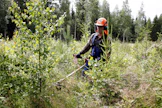 Metka-tukihakemuksen voi lähettää vasta, kun metsänhoitotyö on tehty.