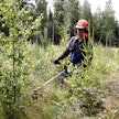 Metka-tukihakemuksen voi lähettää vasta, kun metsänhoitotyö on tehty.