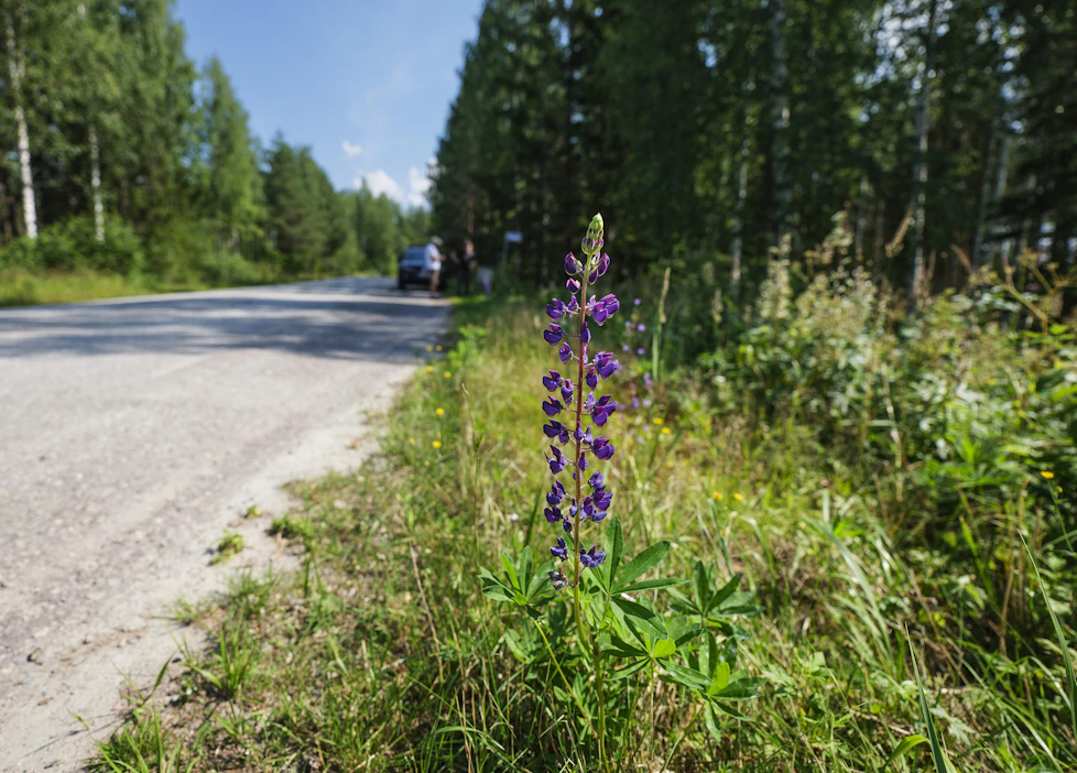 Vahvasti leviävä, ilmasta typpeä kasvuaan vahvistamaan saava komealupiini on vallannut ison osan Suomen tienvarsista.