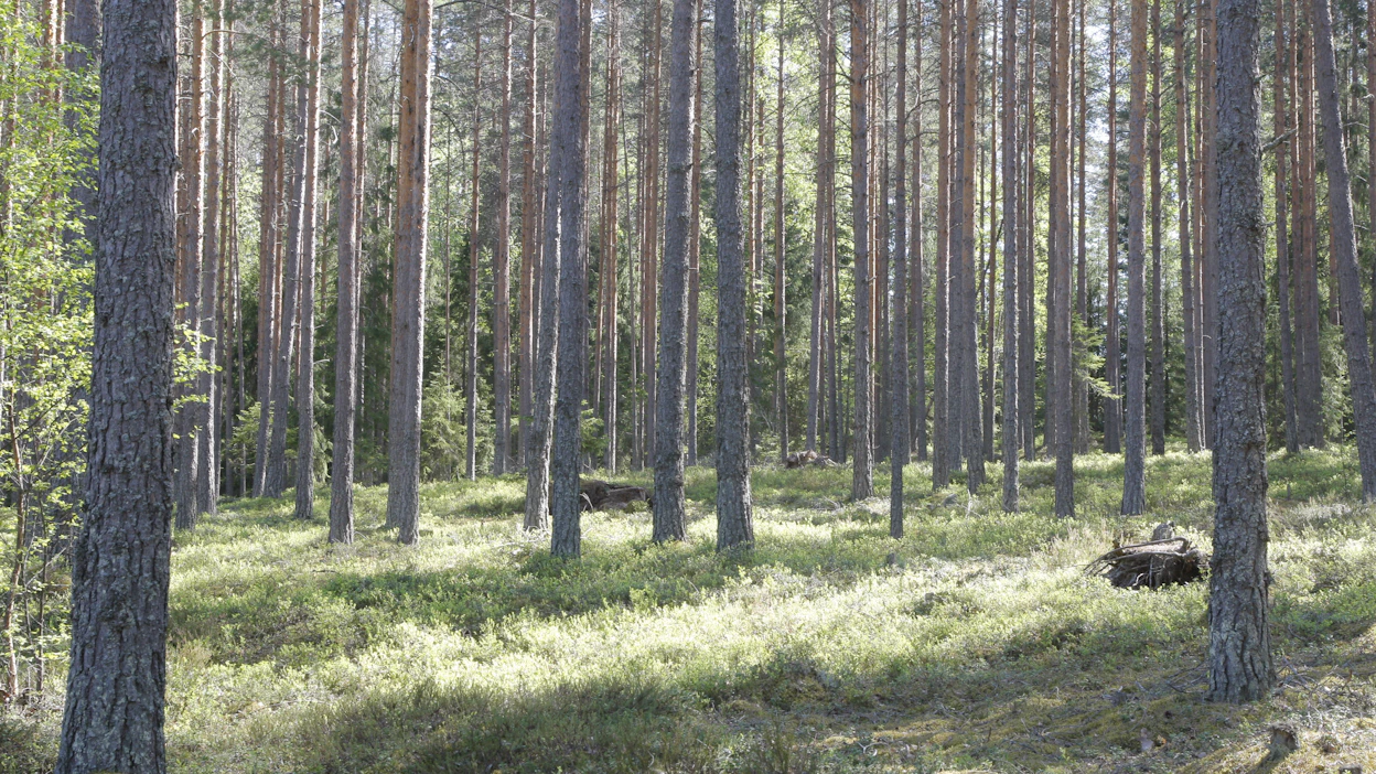 Capmanin mukaan metsäsijoituksilla, luontokohteilla ja metsähiilinielulla on merkittävä rooli pääomasijoittajan kasvussa.