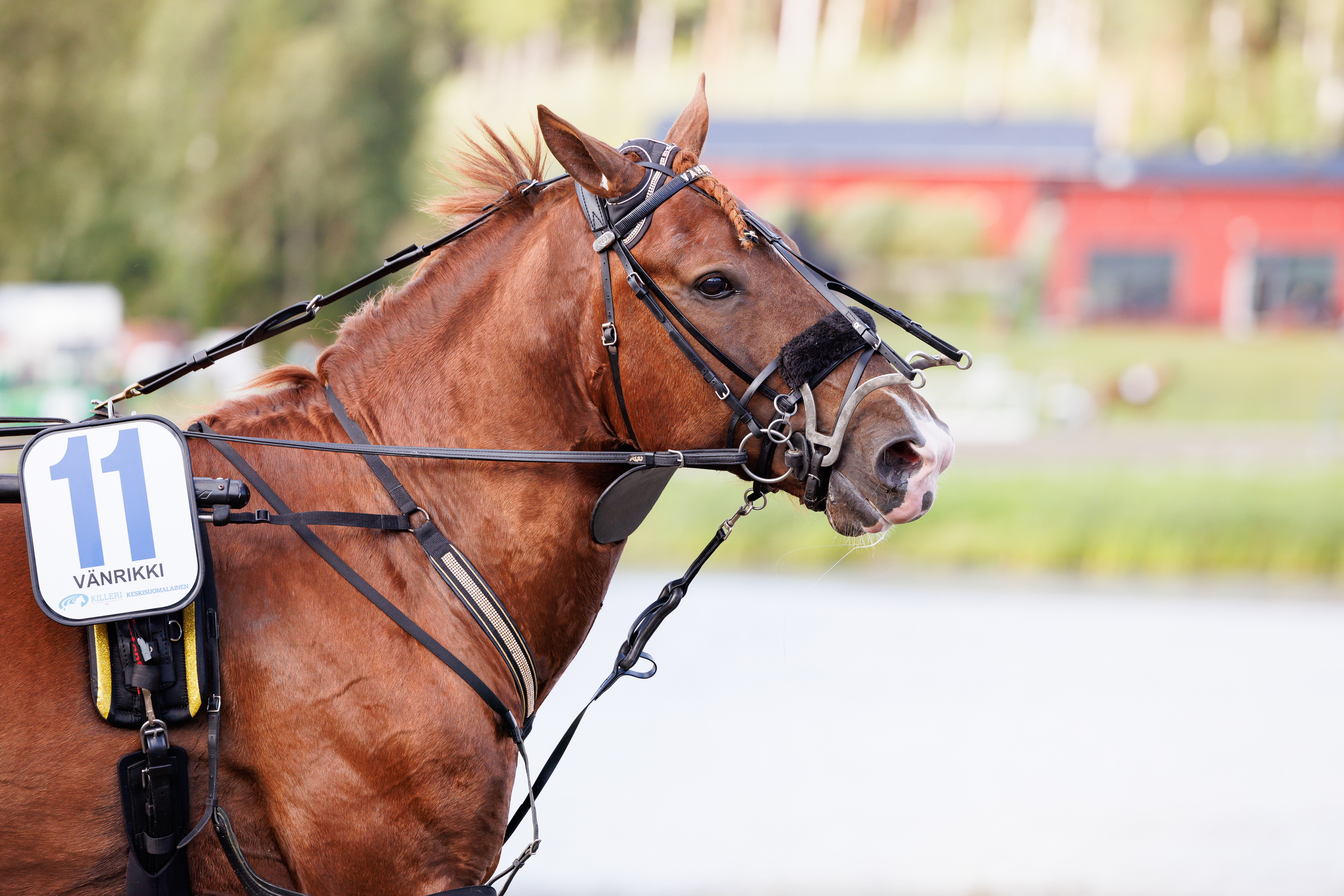 Ikäluokkakilpailuissa menestynyt Vänrikki siirtyi viime viikolla Antti Ojanperän valmennukseen.