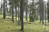Ympäristöministeriön asiantuntijan Janne Hesson mukaan lunastus on viimeinen keino silloin, kun neuvotteluja on käyty tuloksettomasti jopa vuosia. LEHTIKUVA / Heikki Saukkomaa. 