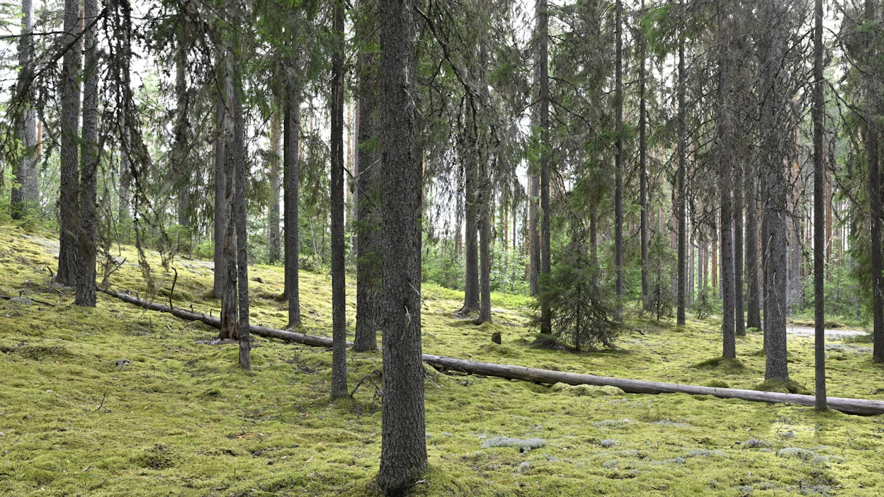 Ympäristöministeriön asiantuntijan Janne Hesson mukaan lunastus on viimeinen keino silloin, kun neuvotteluja on käyty tuloksettomasti jopa vuosia. LEHTIKUVA / Heikki Saukkomaa.