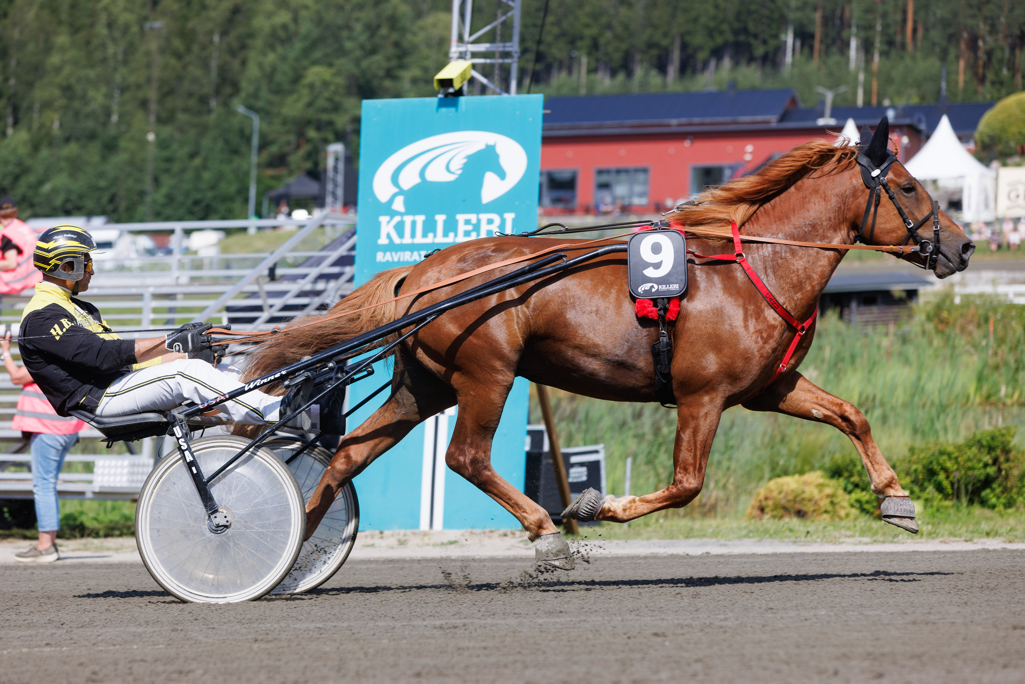Caru on voittanut puolet uransa 28 kilpailusta. Oriin kaikki voitot ovat Henri Bollströmin ajamia.