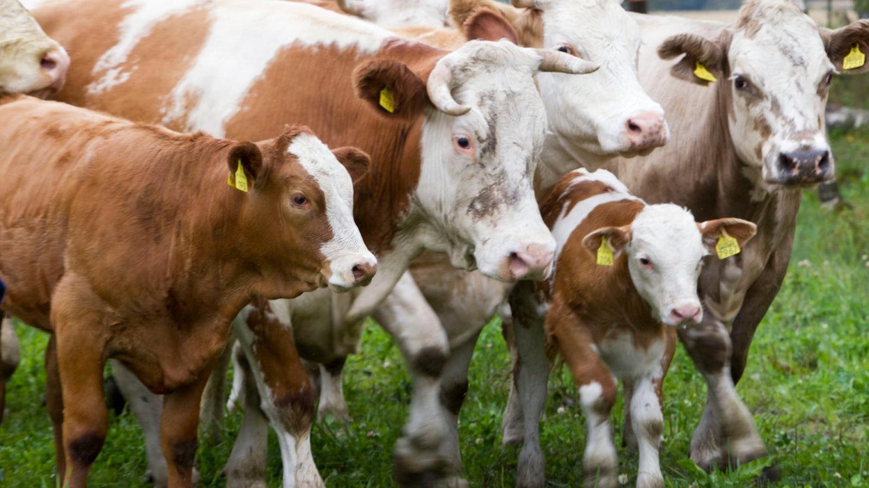 Lehmä hyökkäsi kahden naisen kimppuun Ruotsissa. Arkistokuva.