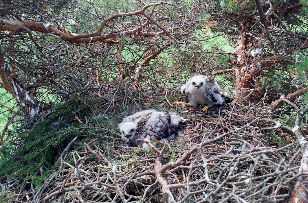 Suurten petolintujen pesät kuuluvat metsänomistajilta salassa pidettävään aineistoon.