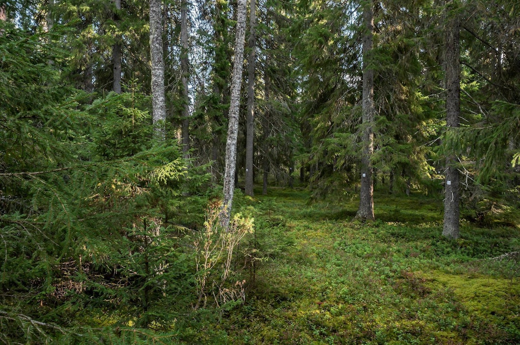 Suomi ja Mainen osavaltio sopivat yhteistyöstä metsäbiotalouden  kehittämisessä - MT Metsä - Maaseudun Tulevaisuus