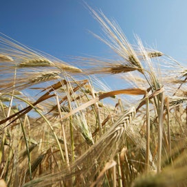Euroopan komissio haluaa leikata viitisen prosenttia maatalouden tuista unionissa.