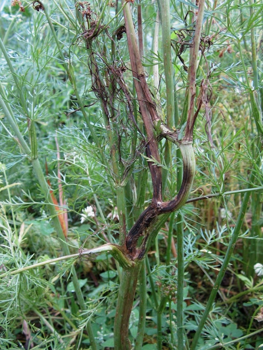 Kosteus on saanut versolaikun leviämään kuminapelloilla.