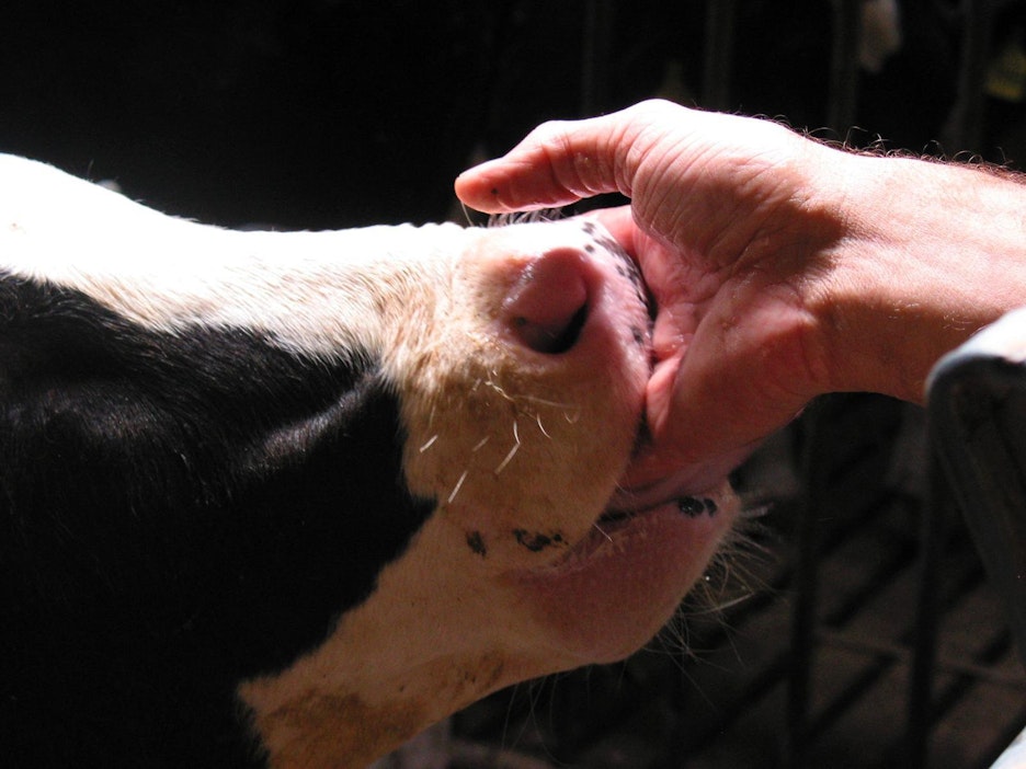 Vasikoiden oloissa on monella tilalla ongelmia, Evirasta kerrotaan.