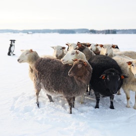 Tuottajaorganisaatiossa mukana olevat lammastilat ovat saaneet organisaation avulla hinnankorotuksia.