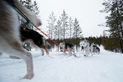 Lapissa halutaan kehittää talvimatkailun ohella lumettomien aikojen matkailua ja maaseutumatkailua.