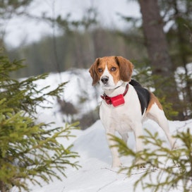 Beaglen säkäkorkeus saa rotumääritelmän mukaan vaihdella 33:sta 41 senttimetriin.