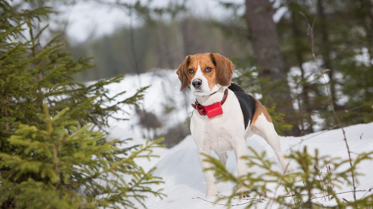 Beaglen säkäkorkeus saa rotumääritelmän mukaan vaihdella 33:sta 41 senttimetriin.