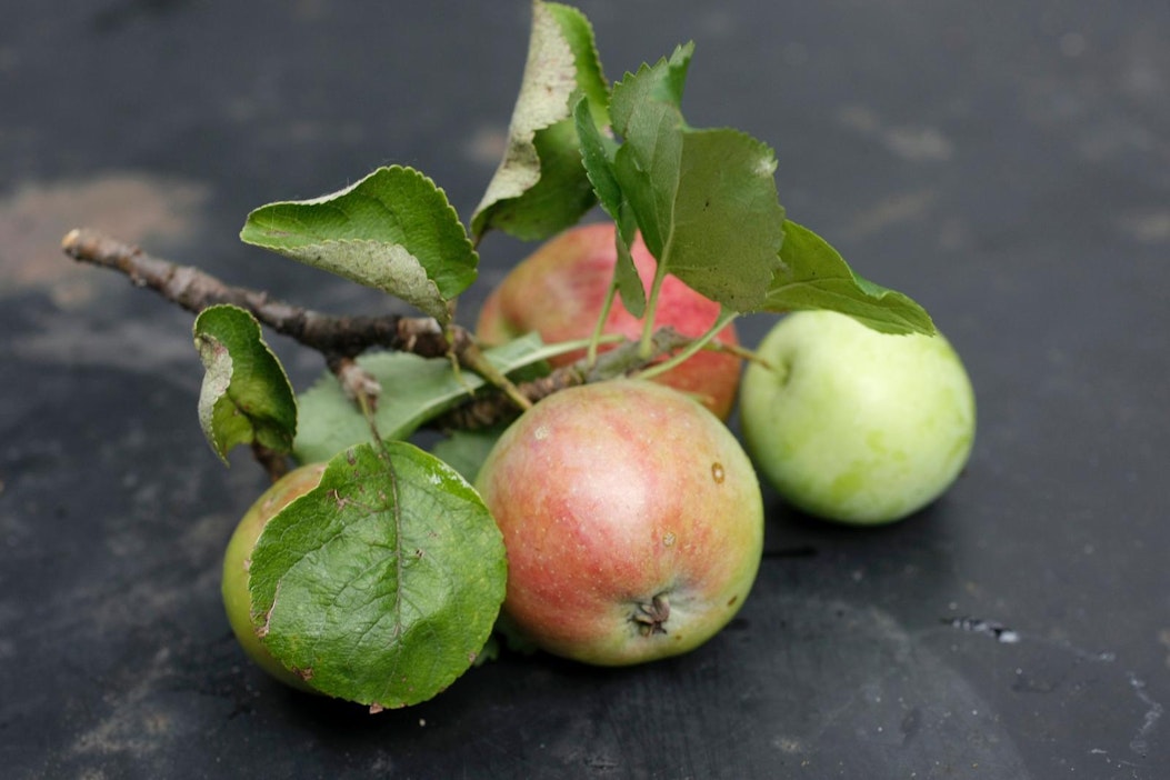 Yllättikö sato iloisesti? Ylimääräiset voi yrittää myydä tai lahjoittaa.