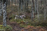 Iida Vesannon ohjaama jämtlanninpystykorva Nokituvan Dalla hakuvuorossa lauantaina.