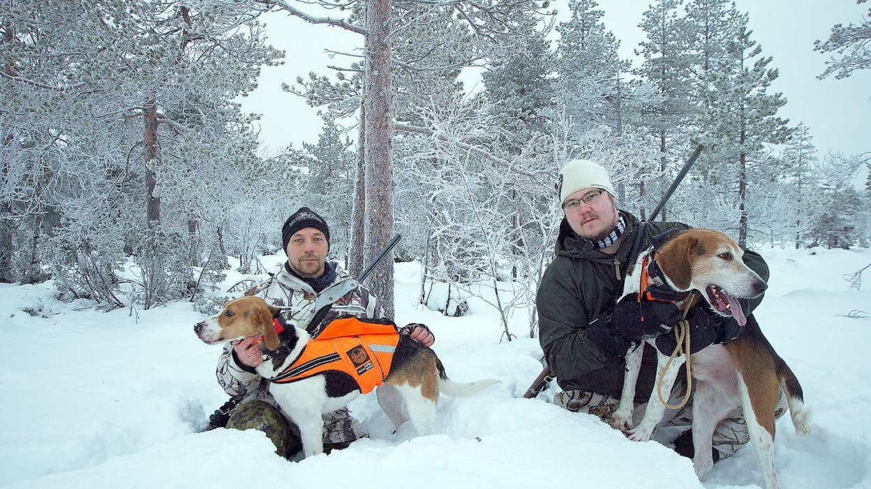 Kettu on yleinen laji koko maassa. Kettujen määrään vaikuttavat paikallisesti myyrien kannanvaihtelut, kapi ja metsästys. Rovaniemeläiset Juha-Petteri Juotasniemi (vas.) ja Timo Väyrynen metsästävät amerikankettukoirilla.