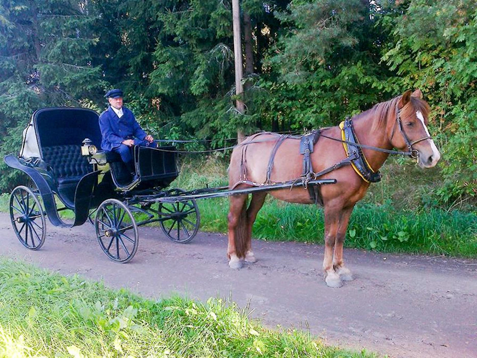 Arkistokuvassa Erosa ja Raul Virolainen juhlavaunuissa. "Roosa" kilpaili nuorempana kahdesti, mutta on keskittynyt sen jälkeen mm. hääajelutuksiin.