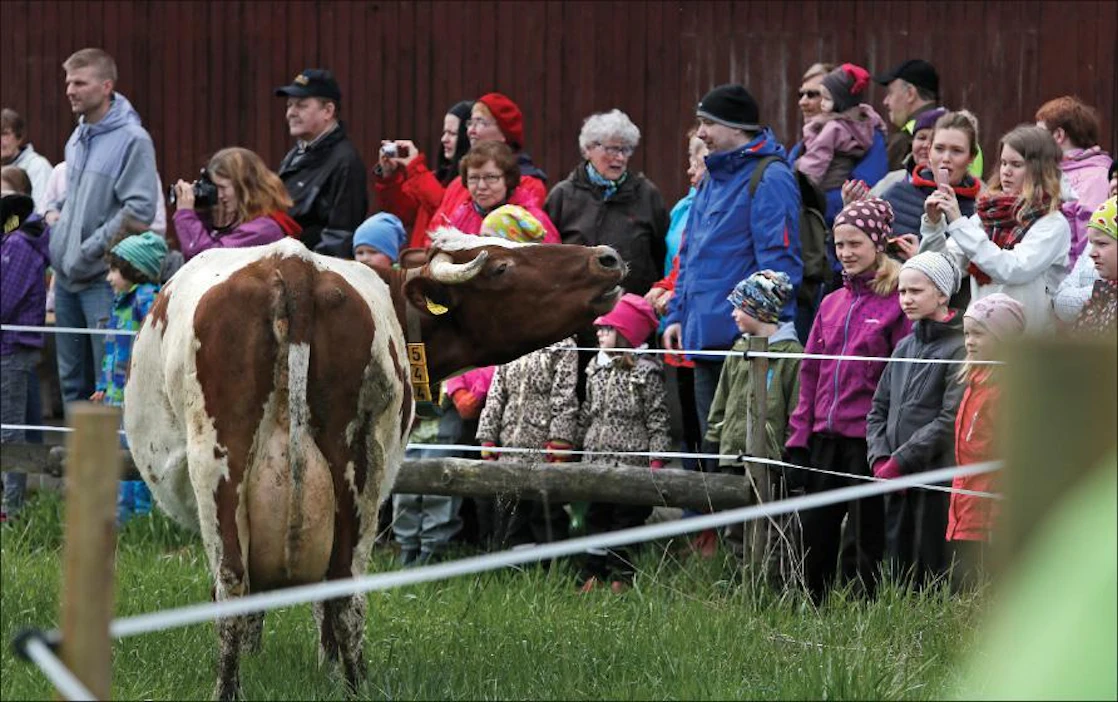 Laidunkauden alku Tiirin luomutilalla Loimaalla innosti lehmiä niin, että runsaslukuinen yleisökin sen kuuli. Tilanväki arvioi, että laitumelle laskua seurasi kolmisensataa katsojaa. Pasi Leino