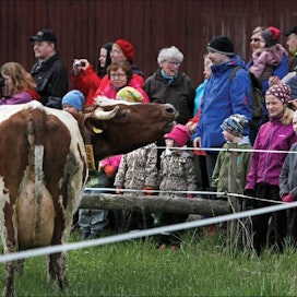 Laidunkauden alku Tiirin luomutilalla Loimaalla innosti lehmiä niin, että runsaslukuinen yleisökin sen kuuli. Tilanväki arvioi, että laitumelle laskua seurasi kolmisensataa katsojaa. Pasi Leino