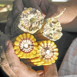 San Agustinin osuuskuntaan kuuluvat viljelijät viljelivät vuonna 2004 gm-maissia Bujaralozissa Koillis-Espanjassa. Lajike on maissikoisan kestävä. Kuvassa (vasemmalla) koisan vioittamaa tavanomaista lajiketta ja gm-lajiketta.