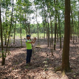 Metsäylioppilas Ho Thanh Sang Huen yliopistosta mittasi maaliskuussa Trestiman sovelluksella akasiapuustoa Thin Thon osuuskuntaan kuuluvan perheen metsässä Quang Ngain maakunnassa.