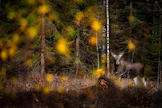 Hirvikolareita sattuu syksyllä runsaasti. Hirvien kiima-aika ja siirtyminen talvilaitumille laittavat eläimet liikkeelle.