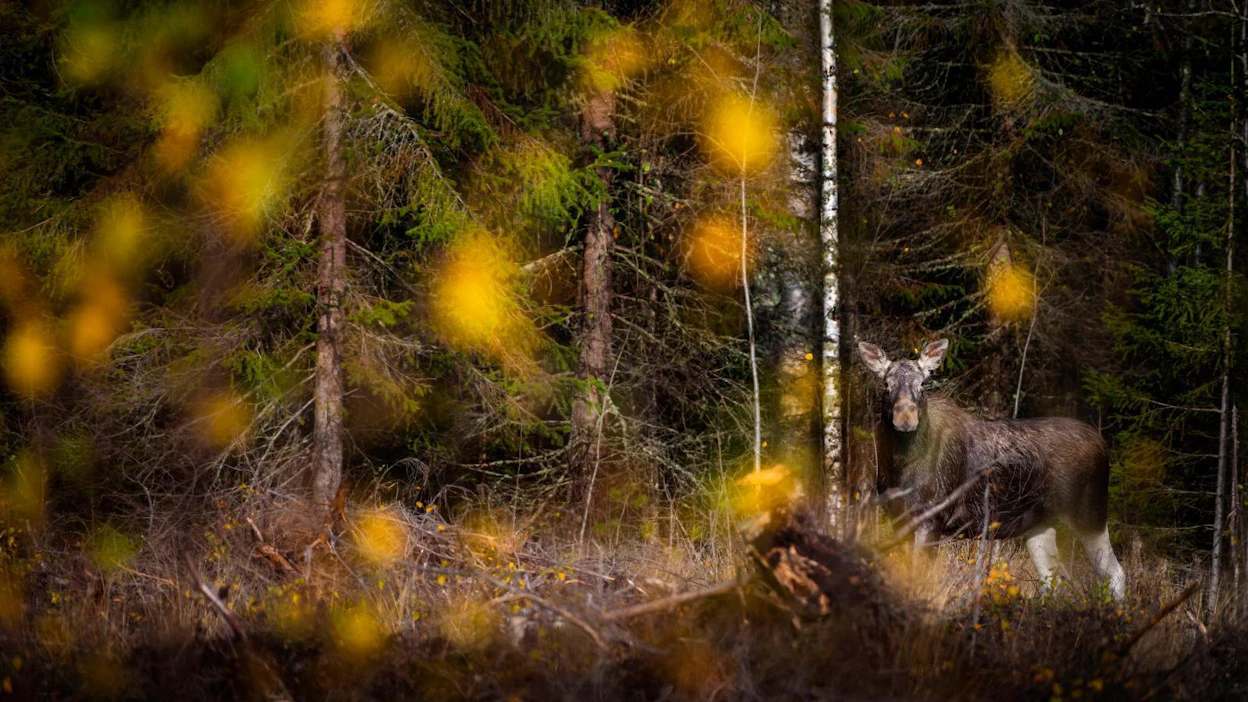 Hirvikolareita sattuu syksyllä runsaasti. Hirvien kiima-aika ja siirtyminen talvilaitumille laittavat eläimet liikkeelle.