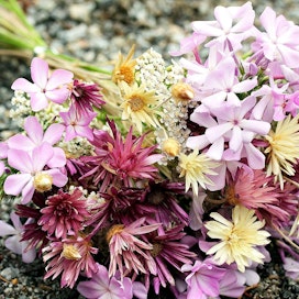 Kuivattamalla kukkien tuomaa iloa voi jatkaa pitkälle syksyyn ja talveen saakka. Lähellä kasvaneiden kukkien hyödyntäminen on myös ekologista, sillä useimmat kukkakauppojen kasveista tuodaan meille lentorahtina.